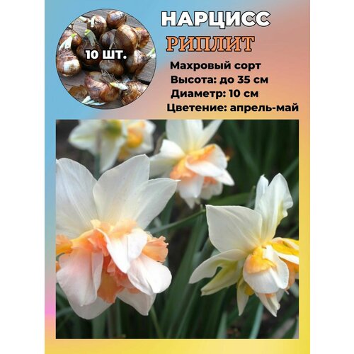 ������ ������ ������� ��������, ����������� ���������� �����, 10 ��. ����