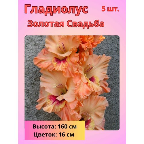 ������ ������ ��������� ��������������� ������� �������, �������� ���������� ����