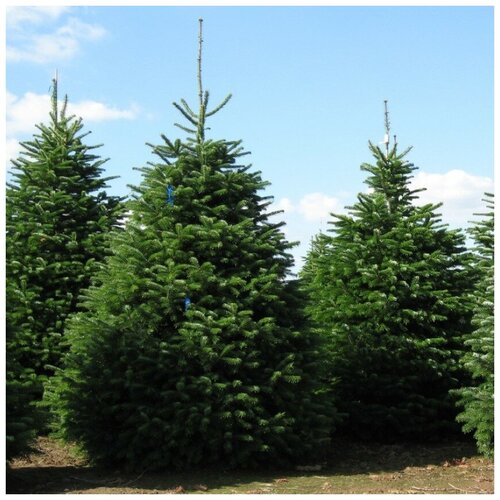 ������ ������ ������ ������ ����� �������� 30 ��. ����