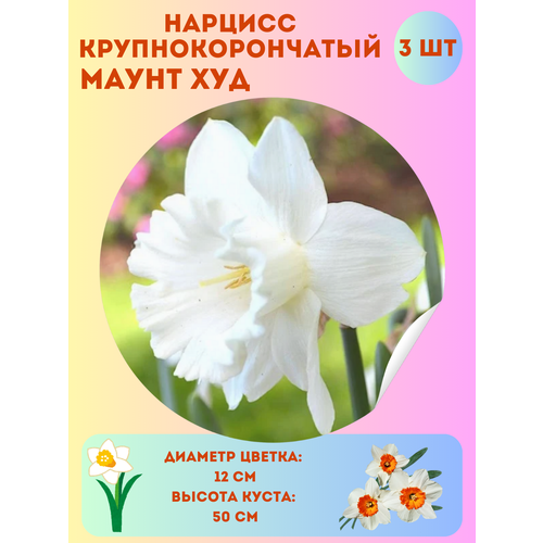 ������ ������ ������� ����� ���, ����������� �����, �������� 3 �� ����