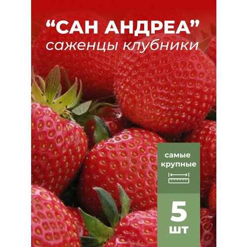 ������ ������ �������� ����� ������������� ��� ������� �������/��������� �������� 5 �� ����