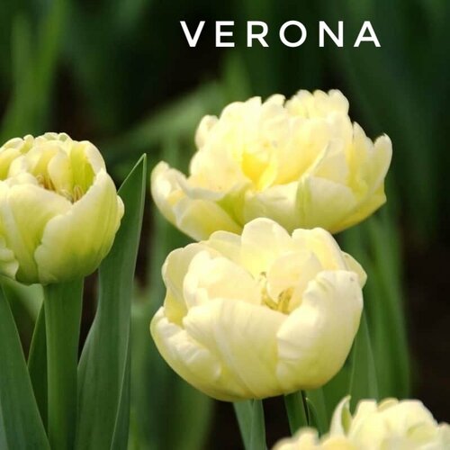 ������ ������ �������� ����������� , �������� ���� Verona �������� (4 �����) ����