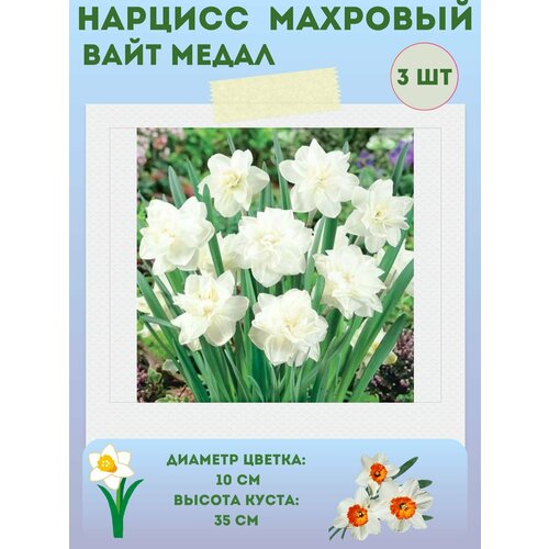 ������ ������ ������� ���� �����, ����������� �����, �������� 3 �� ����