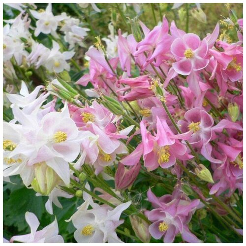 ������ ������ ������ ������ ��������� ��������� ����� ������� 35 ��. ����