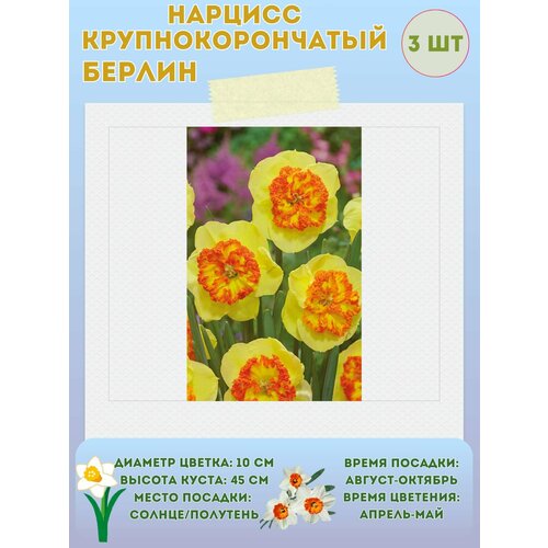 ������ ������ ������� ������, ����������� �����, �������� 3 �� ����