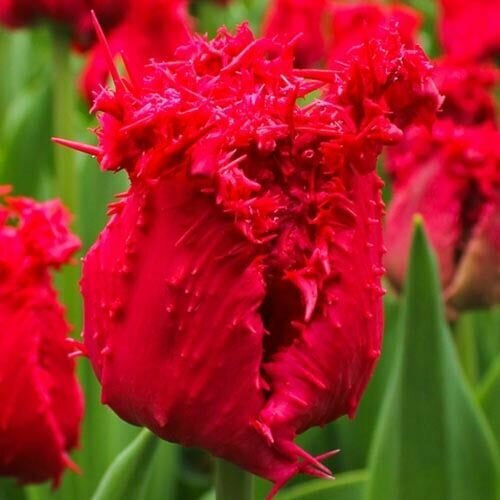 ������ ������ ������� ����������� �������� (5 ����) / ���������� ����� ����