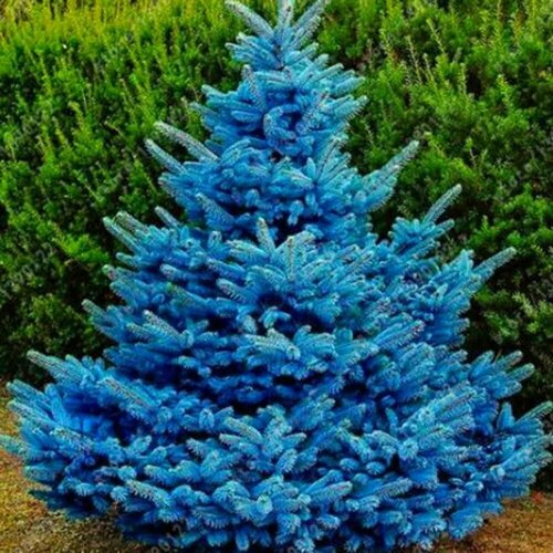 ������ ������ ��� ������� ����, ������, 20 �� ����