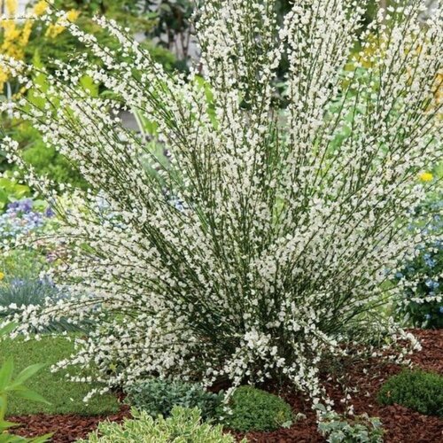 ������ ������ �������� ���� ���� (Szkolka roslin A.M (������)), 1 ������� � ������ 15-20 �� ����