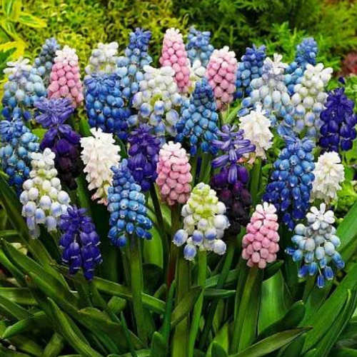 ������ ������ �������� ������� MIX ( 10 �� ) ����