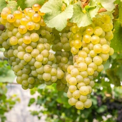 ������ ������ �������� ������ ����� (2 ��) ����