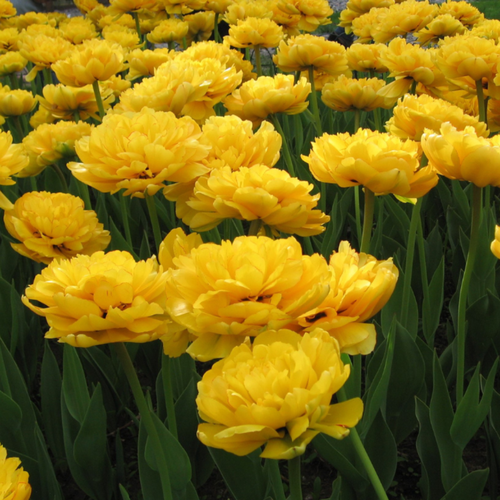 ������ ������ ������� ���� ��������� (5 ��) ����