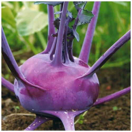 ������ ������ ������ ������ ������� �������� �������� 30 ��. ����