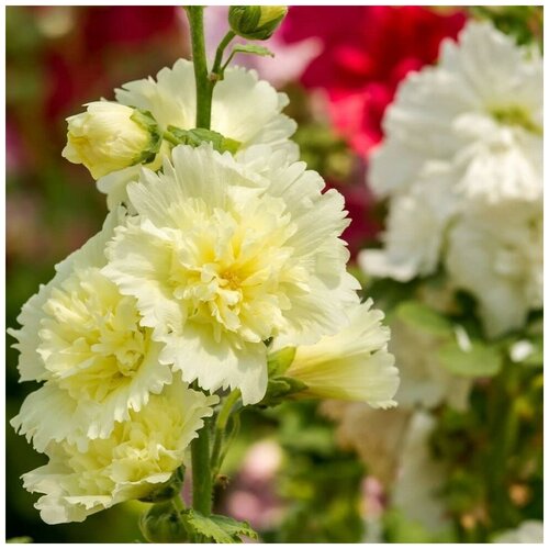 ������ ������ ������ ������ ����-���� ������ �������� ������ 13 ��. ����