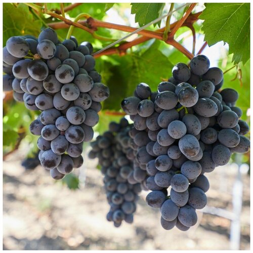 ������ ������ ������ ������ �������� ������� 10 ��. ����