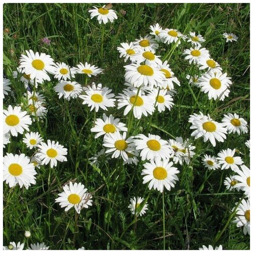 ������ ������ ������ ������ ������� ������������ 50 ��. ����