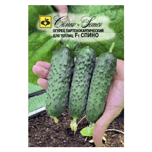 ������ ������ ������ ������ ����� 5�� ������������������ ������ (�����) ����