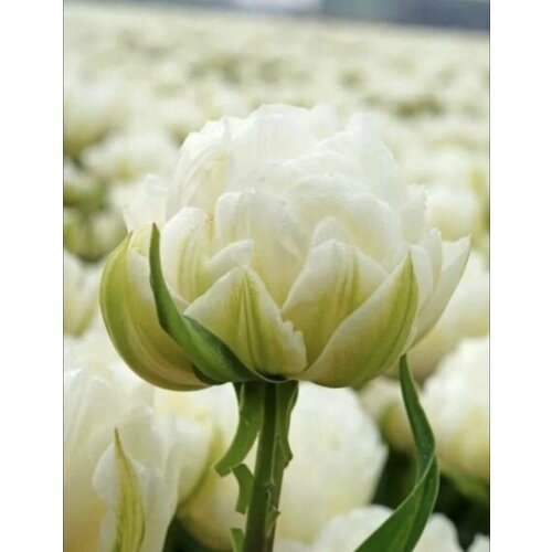 ������ ������ �������, �������� ��� ���� (4��) ����