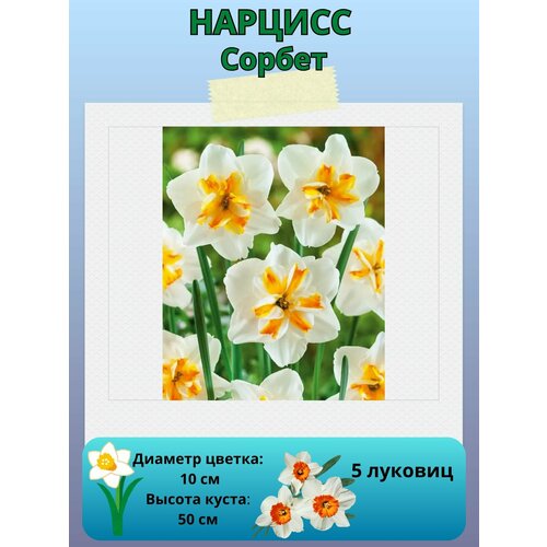 ������ ������ ������� ������, ����������� �����, �������� ��� ������� 5 �� ����