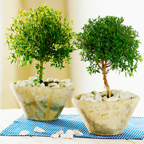 ������ ������ ���� ��������� �����������, ������, 10 �� ����