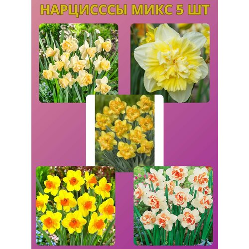 ������ ������ �������� ����������� �����, �������� 5 �� ����5 ����