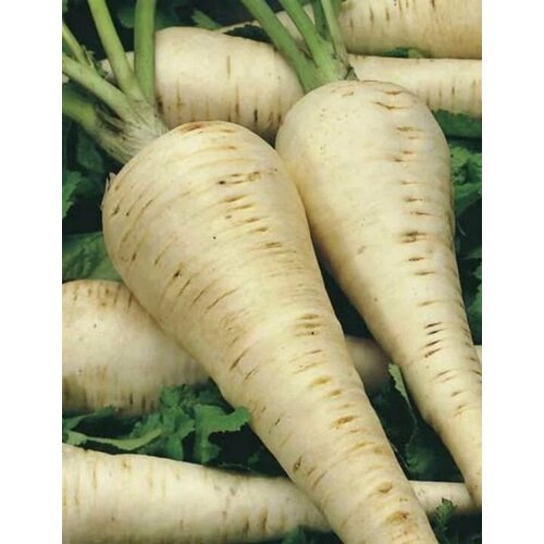 ������ ������ ������ ���������� 