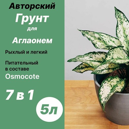 ������ ������ ����� ��� �������� 5� / ������� ����