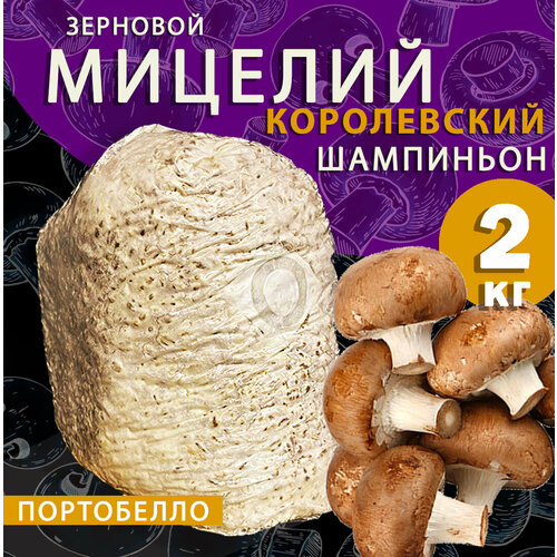 ������ ������ ������� ���������� ������������ ���������� ��������, ������ ������ - 2 �� ����