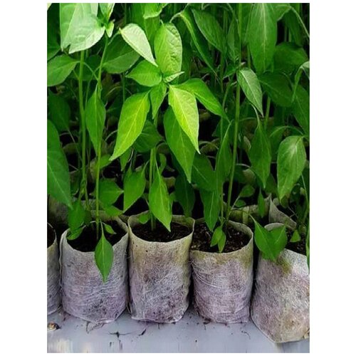 ������ ������ ������ ��� ������� ���-�����������, 300 ��. ����