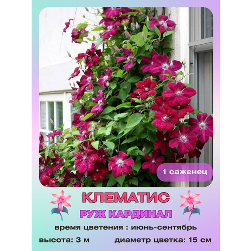 ������ ������ �������� ��� �������� ����