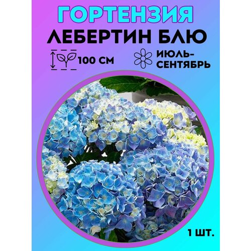 ������ ������ ��������� �����������, ������� 1 ����� ����