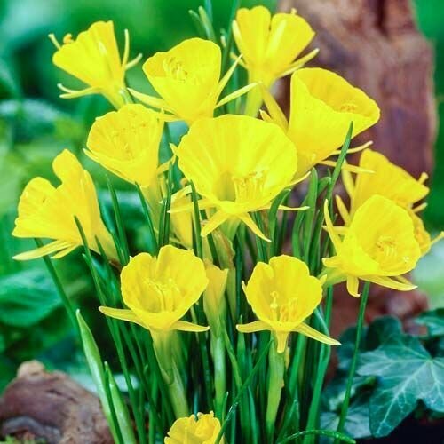 ������ ������ ������� ���� ������ ����� (5 ���) / ���������� ����� ����