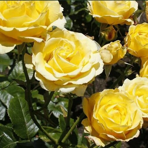 ������ ������ ���� ��������� ������ ����