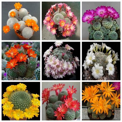 ������ ������ ������� ���������� �������, ���� ������, ������ ����