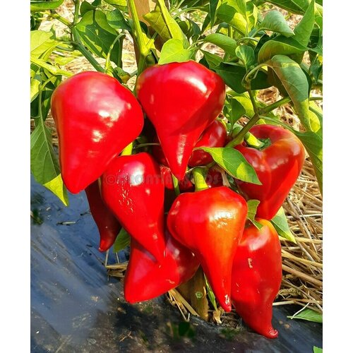 ������ ������ ������ ����� ������� ���� (Lesya) / Seeds And Goods / � �������� zip-lock ��� ����������15 ����� ����