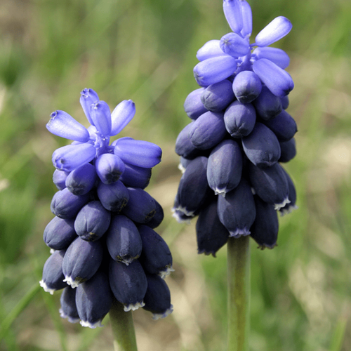 ������ ������ ������� NEGLECTUM (10 �������) ����