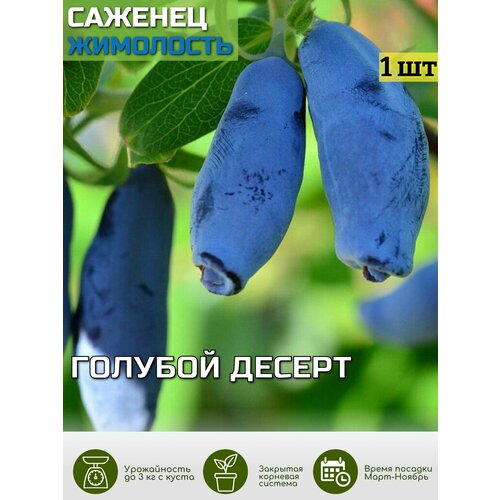 ������ ������ ��������� ������� ������ ������� ��� ����