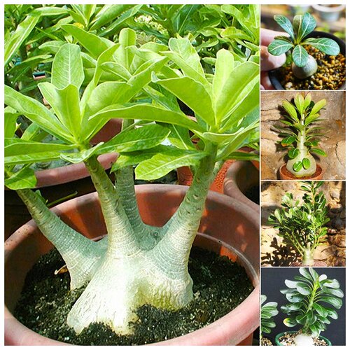 ������ ������ ������ ��������� ������� ������� ����������, 3 �� ����