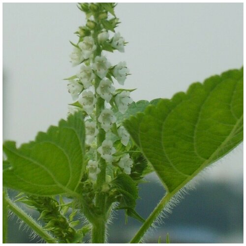 ������ ������ ������� ���������� ������ (30+ ��) ����