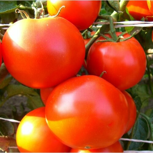 ������ ������ ������ ����� ���������� ����