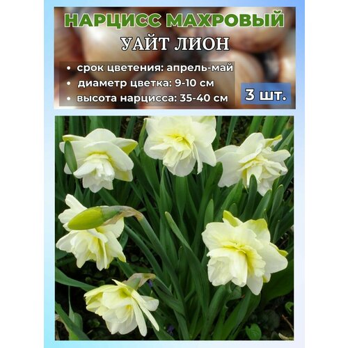 ������ ������ ������� ��������. �������� 3 ����� ����