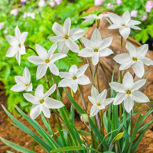 ������ ������ ������ �������� �������� 10 ��. ����