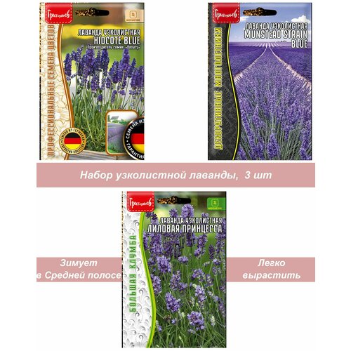 ������ ������ ������ ����������� ������ ������� ����