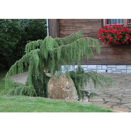 ������ ������ ������ ������������ 