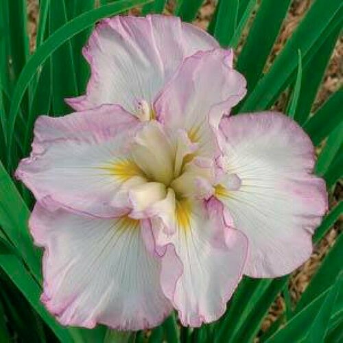 ������ ������ ���� ���������� ���� �� ������ ����