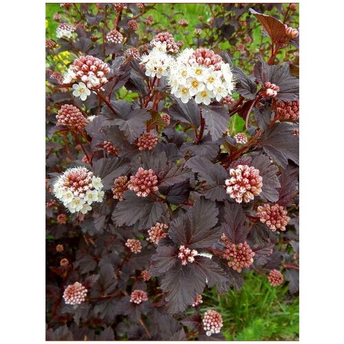 ������ ������ ������ ������������� ������������ ������, 90 ���� ����