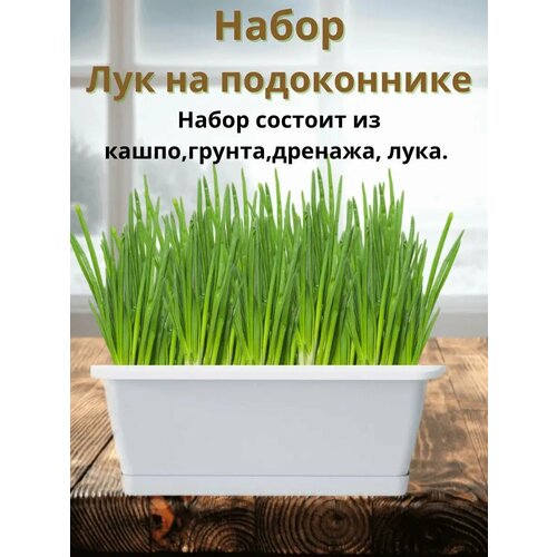 ������ ������ ����� 