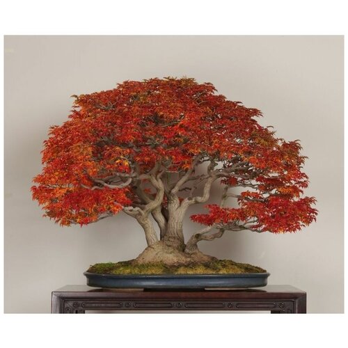 ������ ������ �������� ��������� - ������ ������ ����