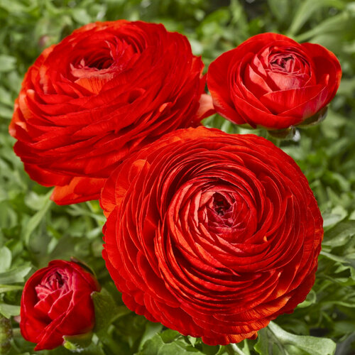 ������ ������ ������� ����������� (�����) ������� 5��. ����