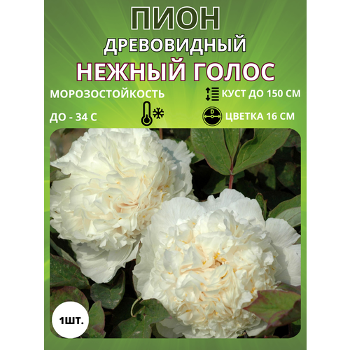 ������ ������ ���� ������ ����� 1 ��. ����