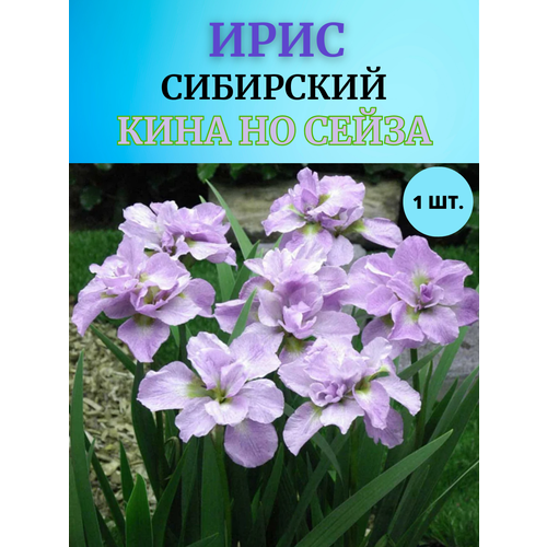 ������ ������ ���� �������� ���� �� �����, ����������� ����� ����